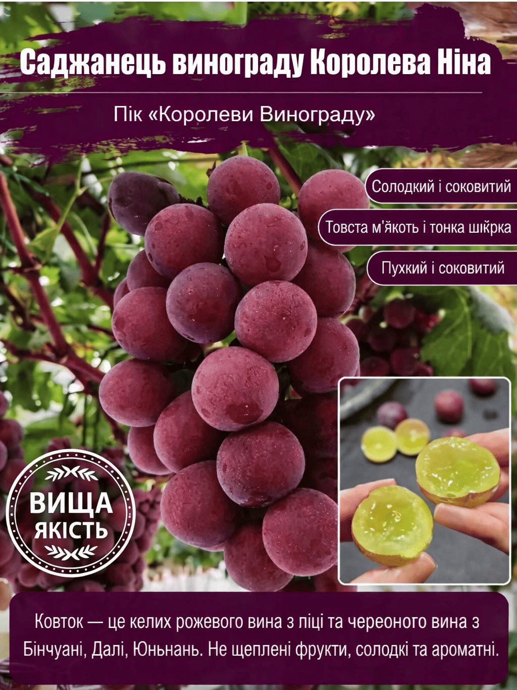 Саджанці винограду Королева Ніна